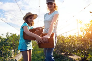 Modern aile organik bir çiftlikte yabanmersini topluyor. Aile mesleği kavramı..