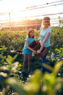 Modern aile organik bir çiftlikte yabanmersini topluyor. Aile mesleği kavramı..