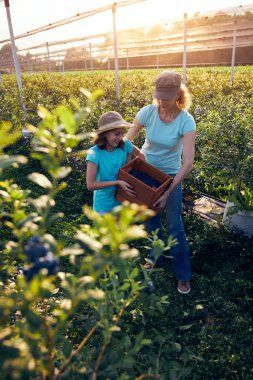 Modern aile organik bir çiftlikte yabanmersini topluyor. Aile mesleği kavramı..