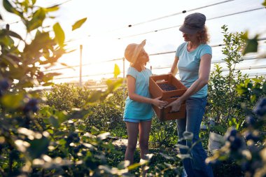 Modern aile organik bir çiftlikte yabanmersini topluyor. Aile mesleği kavramı..