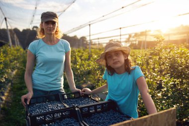 Modern aile organik bir çiftlikte yabanmersini topluyor. Aile mesleği kavramı..