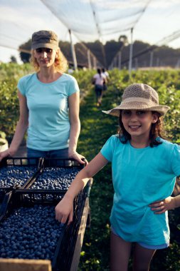 Modern aile organik bir çiftlikte yabanmersini topluyor. Aile mesleği kavramı..