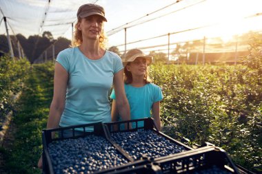 Modern aile organik bir çiftlikte yabanmersini topluyor. Aile mesleği kavramı..