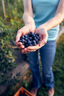 Organik bir çiftlikte çalışan ve yaban mersini toplayan modern kadın - kadın enerji sektörü konsepti.