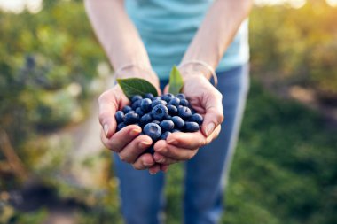 Organik bir çiftlikte çalışan ve yaban mersini toplayan modern kadın - kadın enerji sektörü konsepti.
