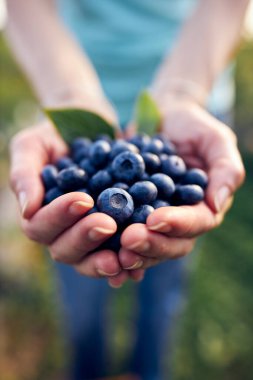 Organik bir çiftlikte çalışan ve yaban mersini toplayan modern kadın - kadın enerji sektörü konsepti.
