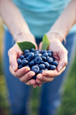 Organik bir çiftlikte çalışan ve yaban mersini toplayan modern kadın - kadın enerji sektörü konsepti.