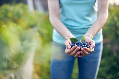 Organik bir çiftlikte çalışan ve yaban mersini toplayan modern kadın - kadın enerji sektörü konsepti.