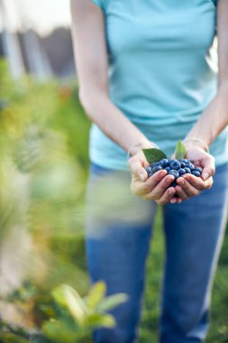 Organik bir çiftlikte çalışan ve yaban mersini toplayan modern kadın - kadın enerji sektörü konsepti.
