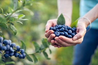 Organik bir çiftlikte çalışan ve yaban mersini toplayan modern kadın - kadın enerji sektörü konsepti.