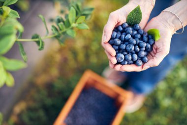 Organik bir çiftlikte çalışan ve yaban mersini toplayan modern kadın - kadın enerji sektörü konsepti.