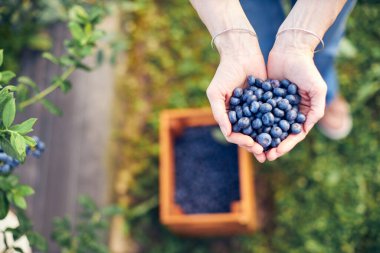 Organik bir çiftlikte çalışan ve yaban mersini toplayan modern kadın - kadın enerji sektörü konsepti.