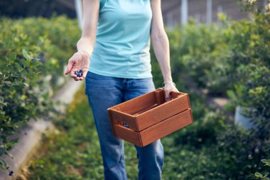 Organik bir çiftlikte çalışan ve yaban mersini toplayan modern kadın - kadın enerji sektörü konsepti.