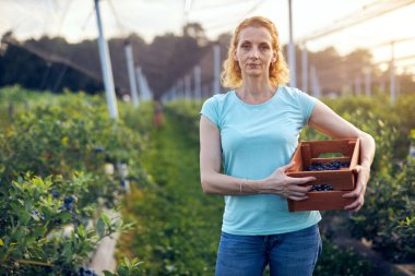Organik bir çiftlikte çalışan ve yaban mersini toplayan modern kadın - kadın enerji sektörü konsepti.