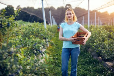 Organik bir çiftlikte çalışan ve yaban mersini toplayan modern kadın - kadın enerji sektörü konsepti.