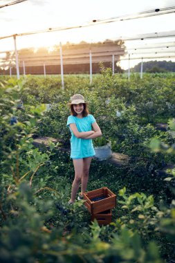 Aile çiftliğinde böğürtlen dolu bir kutuyla küçük bir kız, iş konsepti, yaz işi ve genç yaştan itibaren sorumluluk almak..