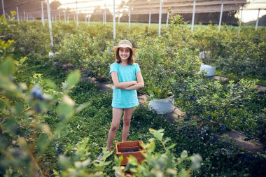 Aile çiftliğinde böğürtlen dolu bir kutuyla küçük bir kız, iş konsepti, yaz işi ve genç yaştan itibaren sorumluluk almak..