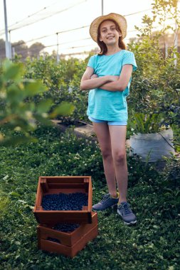 Aile çiftliğinde böğürtlen dolu bir kutuyla küçük bir kız, iş konsepti, yaz işi ve genç yaştan itibaren sorumluluk almak..