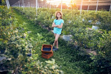 Aile çiftliğinde böğürtlen dolu bir kutuyla küçük bir kız, iş konsepti, yaz işi ve genç yaştan itibaren sorumluluk almak..