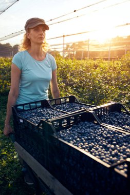 Organik bir çiftlikte çalışan ve yaban mersini toplayan modern kadın - kadın enerji sektörü konsepti.