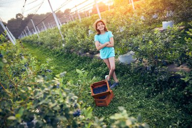 Aile çiftliğinde böğürtlen dolu bir kutuyla küçük bir kız, iş konsepti, yaz işi ve genç yaştan itibaren sorumluluk almak..