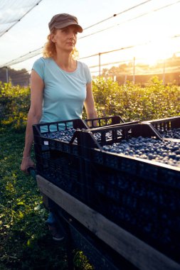 Organik bir çiftlikte çalışan ve yaban mersini toplayan modern kadın - kadın enerji sektörü konsepti.