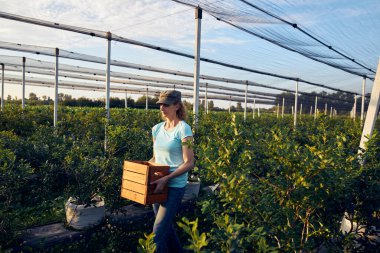 Organik bir çiftlikte çalışan ve yaban mersini toplayan modern kadın - kadın enerji sektörü konsepti.