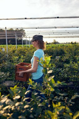 Organik bir çiftlikte çalışan ve yaban mersini toplayan modern kadın - kadın enerji sektörü konsepti.