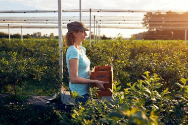 Organik bir çiftlikte çalışan ve yaban mersini toplayan modern kadın - kadın enerji sektörü konsepti.