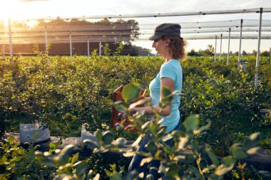 Organik bir çiftlikte çalışan ve yaban mersini toplayan modern kadın - kadın enerji sektörü konsepti.