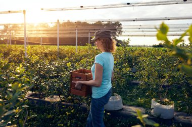 Organik bir çiftlikte çalışan ve yaban mersini toplayan modern kadın - kadın enerji sektörü konsepti.