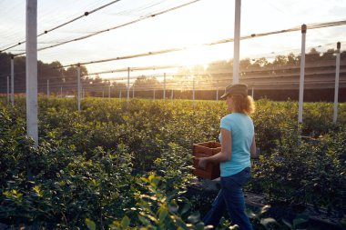 Organik bir çiftlikte çalışan ve yaban mersini toplayan modern kadın - kadın enerji sektörü konsepti.