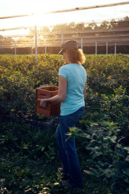 Organik bir çiftlikte çalışan ve yaban mersini toplayan modern kadın - kadın enerji sektörü konsepti.
