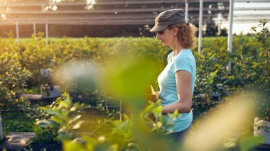 Organik bir çiftlikte çalışan ve yaban mersini toplayan modern kadın - kadın enerji sektörü konsepti.