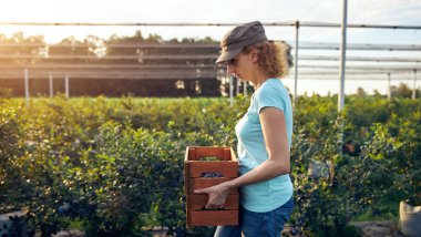 Organik bir çiftlikte çalışan ve yaban mersini toplayan modern kadın - kadın enerji sektörü konsepti.