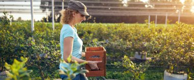 Organik bir çiftlikte çalışan ve yaban mersini toplayan modern kadın - kadın enerji sektörü konsepti.