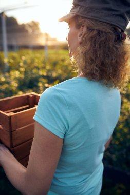 Organik bir çiftlikte çalışan ve yaban mersini toplayan modern kadın - kadın enerji sektörü konsepti.