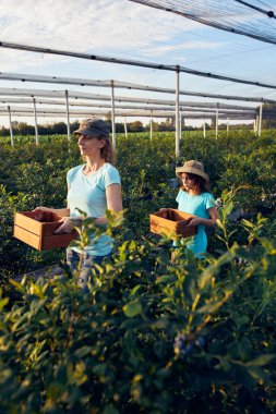 Modern aile organik bir çiftlikte yabanmersini topluyor. Aile mesleği kavramı..