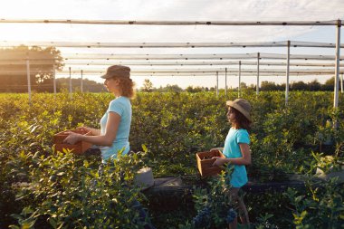 Modern aile organik bir çiftlikte yabanmersini topluyor. Aile mesleği kavramı..