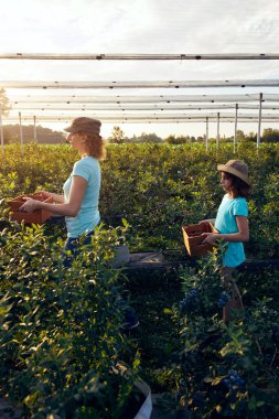 Modern aile organik bir çiftlikte yabanmersini topluyor. Aile mesleği kavramı..