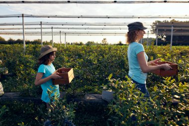 Modern aile organik bir çiftlikte yabanmersini topluyor. Aile mesleği kavramı..