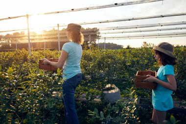 Modern aile organik bir çiftlikte yabanmersini topluyor. Aile mesleği kavramı..