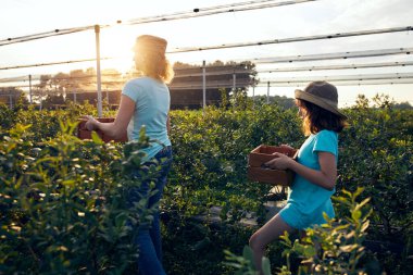 Modern aile organik bir çiftlikte yabanmersini topluyor. Aile mesleği kavramı..
