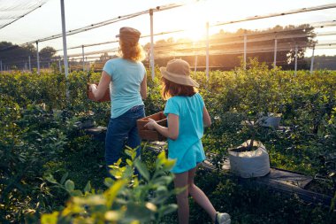 Modern aile organik bir çiftlikte yabanmersini topluyor. Aile mesleği kavramı..