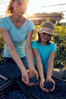 Modern aile organik bir çiftlikte yabanmersini topluyor. Aile mesleği kavramı..