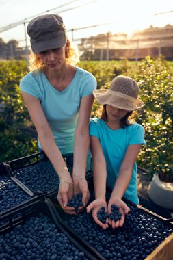 Modern aile organik bir çiftlikte yabanmersini topluyor. Aile mesleği kavramı..