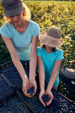 Modern aile organik bir çiftlikte yabanmersini topluyor. Aile mesleği kavramı..