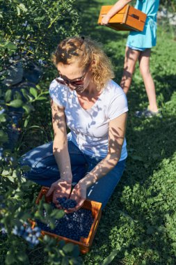 Modern aile organik bir çiftlikte yabanmersini topluyor. Aile mesleği kavramı..