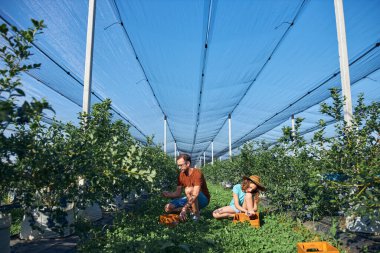Modern aile organik bir çiftlikte yabanmersini topluyor. Aile mesleği kavramı..