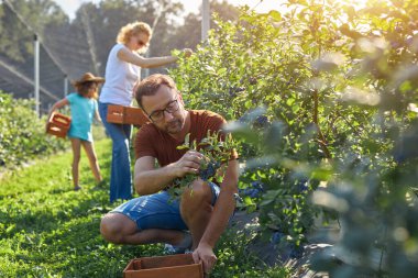 Modern aile organik bir çiftlikte yabanmersini topluyor. Aile mesleği kavramı..